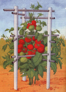 A Homemade Recycled Tomato Cage Image